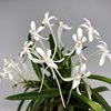 Neofinetia falcata Setsuzan 雪山 